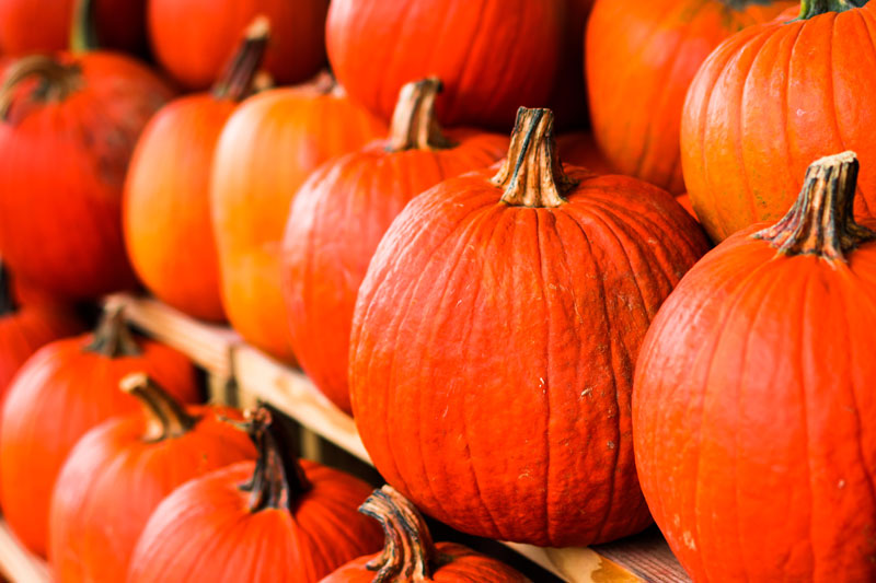 Pumpkin Patches in Las Vegas, NV